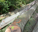 2012年12月中旬 供应AB锯材级榉木