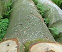 2013年6月法国林场新伐榉木ABC级品像好（一）