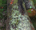 2012年下半年新伐，法国abc级白橡原木