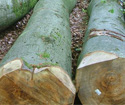 2013年6月法国林场新伐榉木ABC级品像好（一）