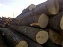 2017年10份 新伐LIME LOGS/椴木原木数量约有500方到1000方