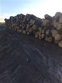 2017年12年末供应新伐白橡原木，数量在5到10柜