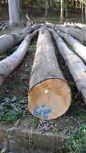 2016年10月供应法国林场新伐ABC级红橡原木数量5至10柜