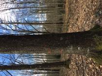尚高木业欧洲橡木林，林场直供原木欢迎来电咨询