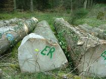2018年4月尚高木业供应一批欧洲枫木旧材