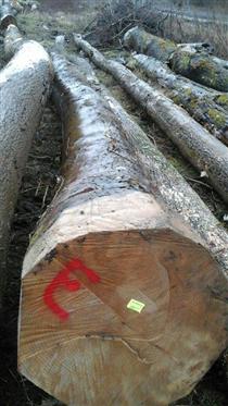 尚高木业欧洲森林中现场拍摄新伐下的枫木原木