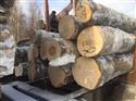 2017年2月供应AB级俄罗斯新鲜砍伐桦木原木货到满洲里(四)