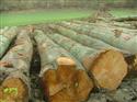 2015年3月份供应500-1000方数量法国新材榉木