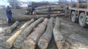 尚高木业供应新伐，罗马尼亚椴木原木直径24CM同以上