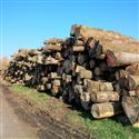2016年12月供应欧洲克罗地亚 新伐材水曲柳原木
