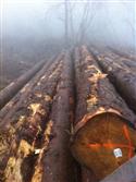 供应2014年10月新伐法国云杉ABC锯材级，直径25CM同以上原木