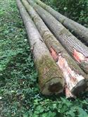 2017年9月供应法国等级ABC级杨木原木，新鲜砍伐材适合旋切