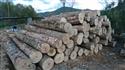 2017年11月份供应枫木原木新伐大径材，木材紧密纹理均匀