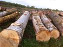 2014年10月新伐欧洲ABC锯材级，直径至少70%= 50CM同以上榉木原木