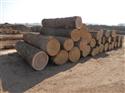 2014年10月供应比利时三面清同四面清白橡原木供应量500方