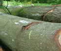 2013年6月法国林场新伐榉木ABC级品像好（二）